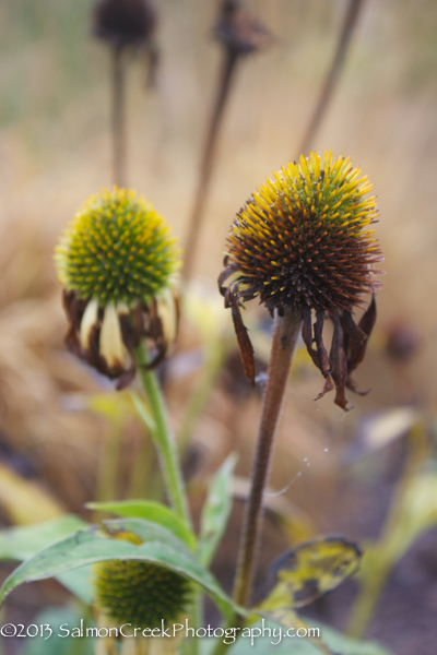 Echinacea &lsquo;Harvest Moon&trade;&rsquo;