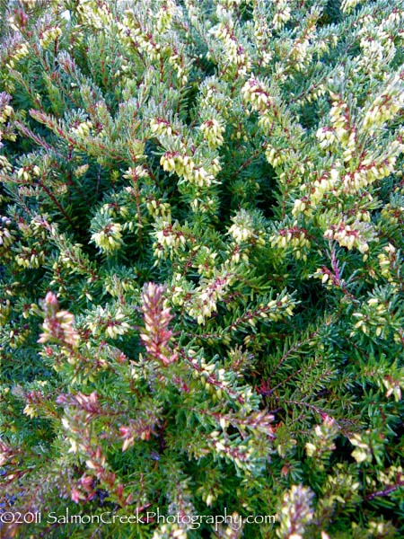 Erica darleyensis Kramer�s Red