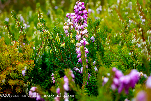 Erica darleyensis &lsquo;Margaret Porter&rsquo;
