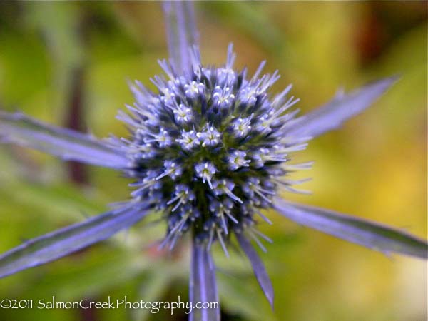 Eryngium planum &lsquo;Blaukappe&rsquo;