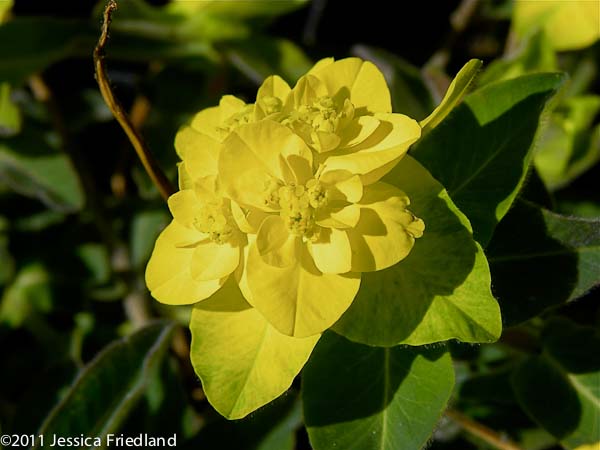 Euphorbia polychroma &lsquo;Candy&rsquo;