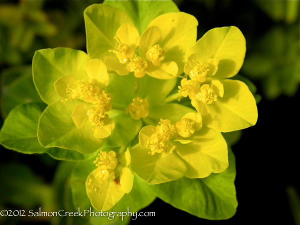 Euphorbia polychroma &lsquo;Candy&rsquo;