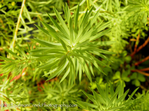 Euphorbia &lsquo;Dean’s Hybrid&rsquo;
