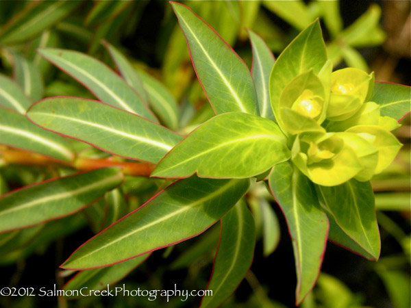 Euphorbia &lsquo;Excalibur&rsquo;