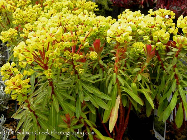 Euphorbia &lsquo;Helen Robinson&rsquo;