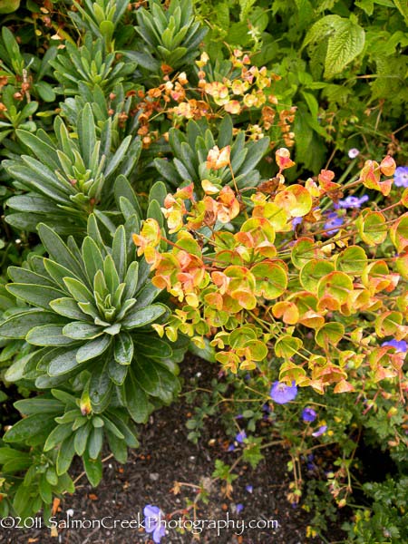 Euphorbia &lsquo;Helen Robinson&rsquo;