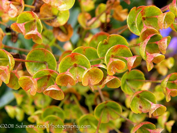 Euphorbia &lsquo;Helen Robinson&rsquo;