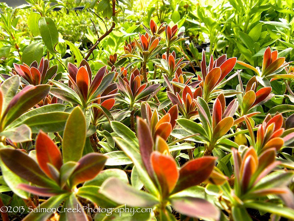 <i>Euphorbia</i> &lsquo;Jade Dragon&rsquo;