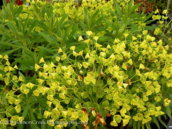 Euphorbia characias &lsquo;Lambrook Gold&rsquo;