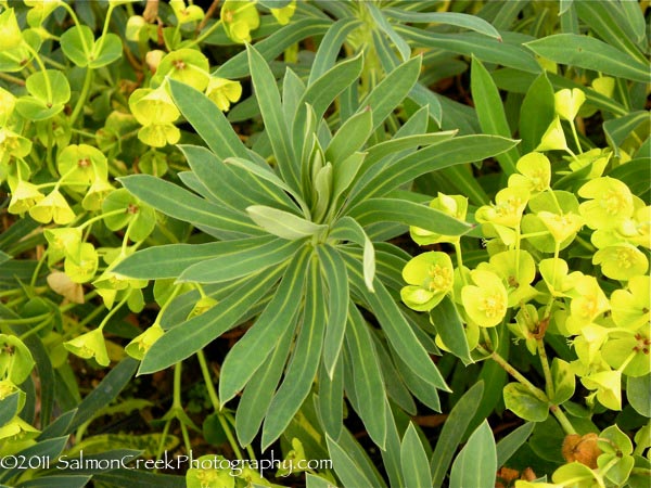 <i>Euphorbia characias</i> ssp. <i>wulfenii</i> &lsquo;Lambrook Gold&rsquo;