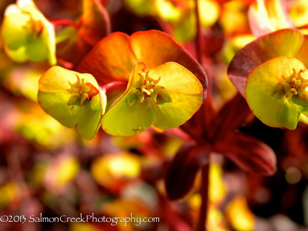 Euphorbia amygaloides &lsquo;Ruby Glow&rsquo;