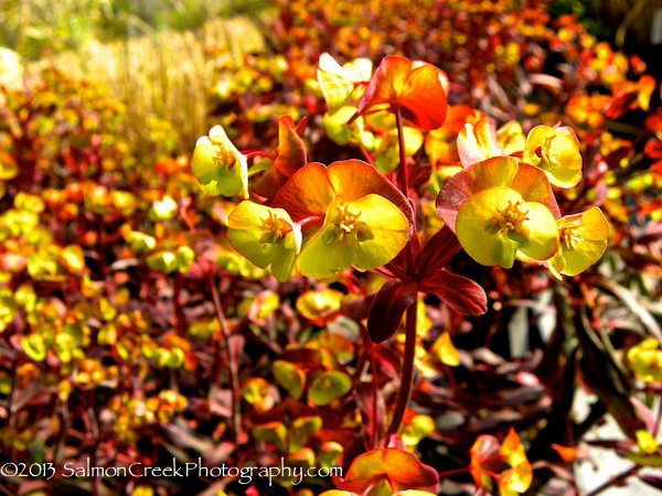 Euphorbia amygaloides &lsquo;Ruby Glow&rsquo;