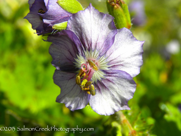 Geranium phaeum &lsquo;Langthorn’s Blue&rsquo;