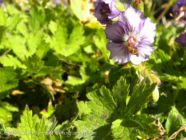 Geranium phaeum &lsquo;Langthorn’s Blue&rsquo;
