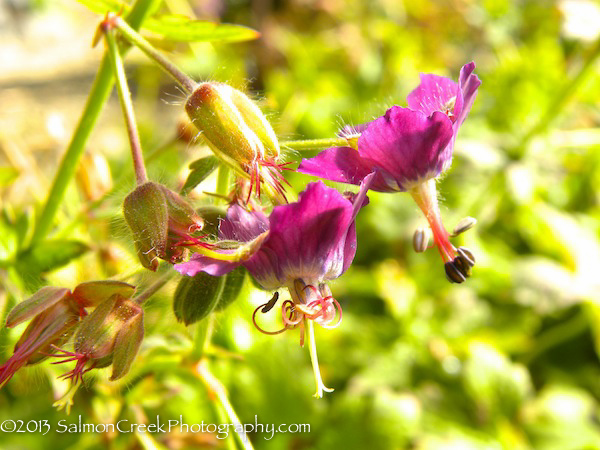 Geranium x monacense &lsquo;Muldoon&rsquo;