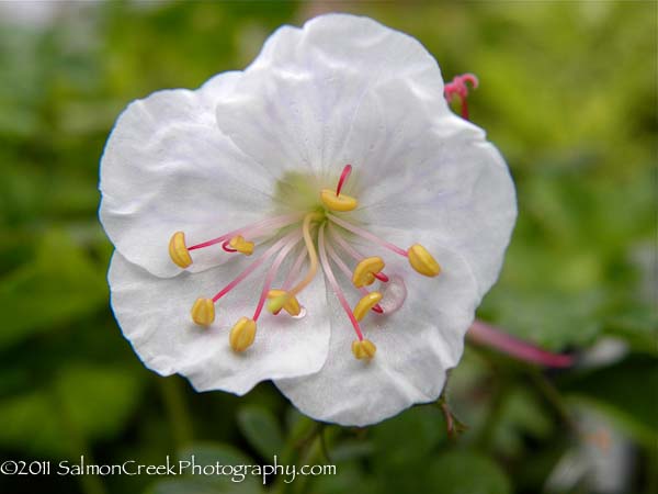 Geranium cantabrigiense &lsquo;St. Ola&rsquo;