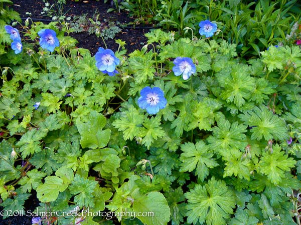 <i>Geranium</i> &lsquo;Rozanne&rsquo;