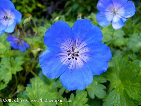 Geranium &lsquo;Rozanne&rsquo;
