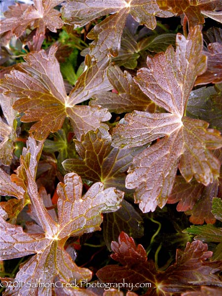Geranium &lsquo;Rozanne&rsquo;