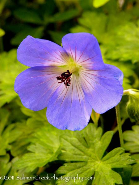 Geranium &lsquo;Rozanne&rsquo;
