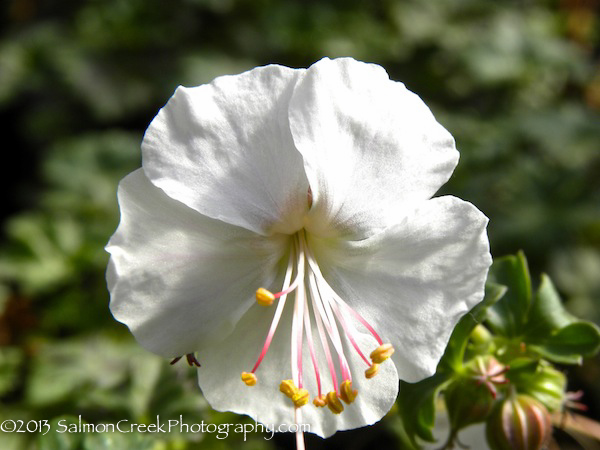 <i>Geranium</i> x <i>cantabrigiense</i> &lsquo;St. Ola&rsquo;