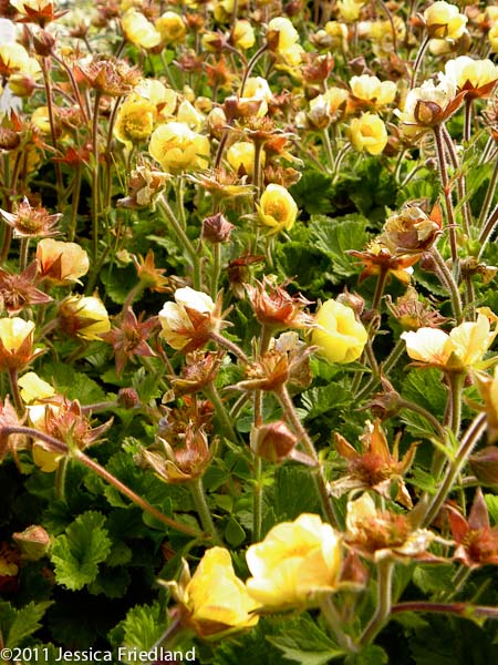 Geum &lsquo;Beech House Apricot&rsquo;
