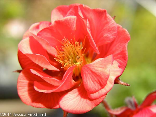Geum x &lsquo;Flames of Passion&rsquo;