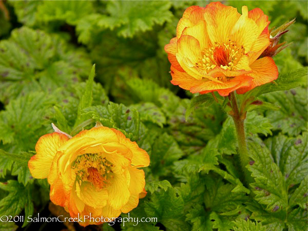 <i>Geum</i> &lsquo;Mango Lassi&rsquo;