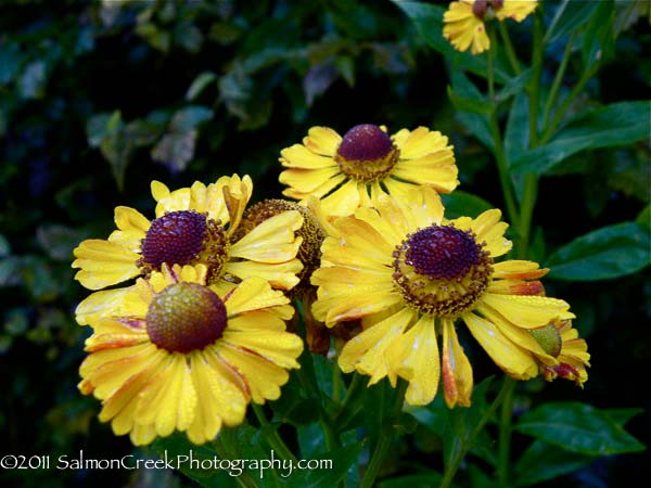 Helenium &lsquo;Coppelia&rsquo;