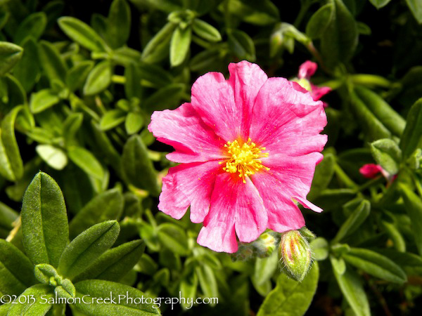Helianthemum &lsquo;Belgravia Rose&rsquo;