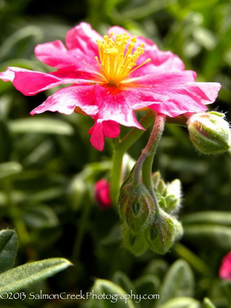 Helianthemum &lsquo;Belgravia Rose&rsquo;