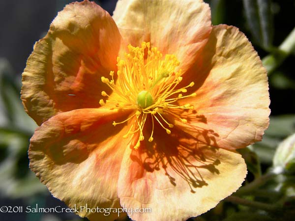 Helianthemum &lsquo;Cheviot&rsquo;