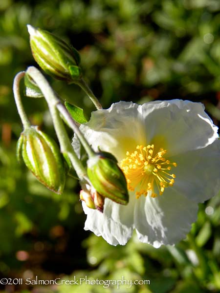 Helianthemum &lsquo;St. Mary�s&rsquo;