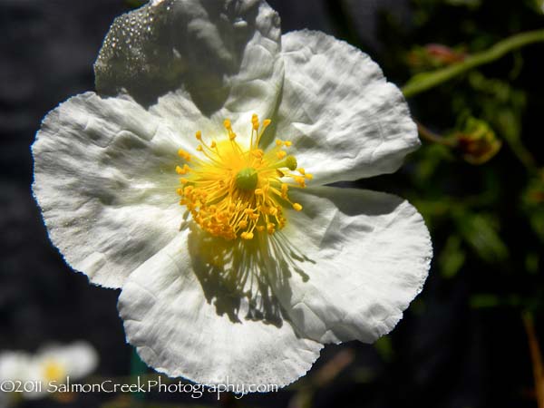 Helianthemum &lsquo;St. Mary�s&rsquo;