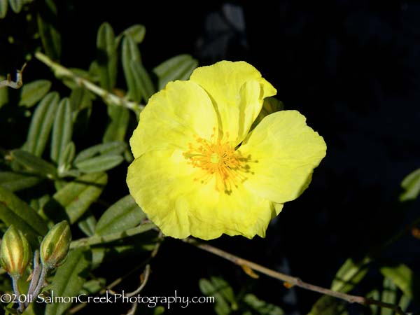 <em>Helianthemum</em> ‘Wisley Primrose’