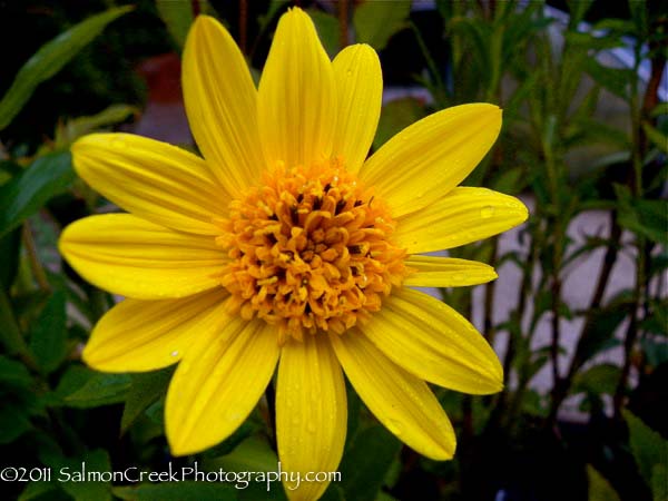 Helianthus x multiflorus &lsquo;Capenoch Star&rsquo;