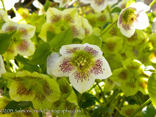 Helleborus hybridus ‘White Lady Spotted’