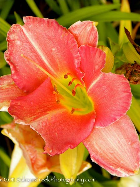 Hemerocallis &lsquo;Speak of Angels&rsquo;