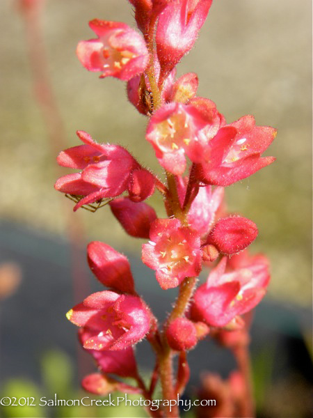 Heuchera pulchella &lsquo;Raspberry Regal&rsquo;