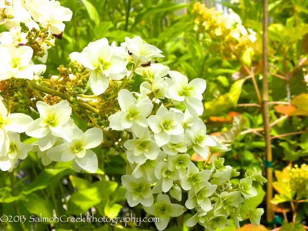 Hydrangea quercifolia &lsquo;Snowflake&rsquo;