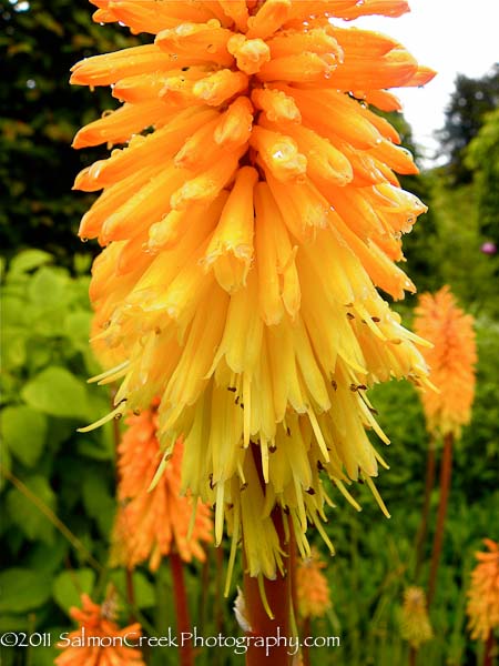 Kniphofia &lsquo;Bees Sunset&rsquo;