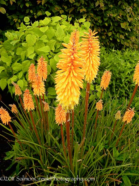 Kniphofia &lsquo;Bees Sunset&rsquo;