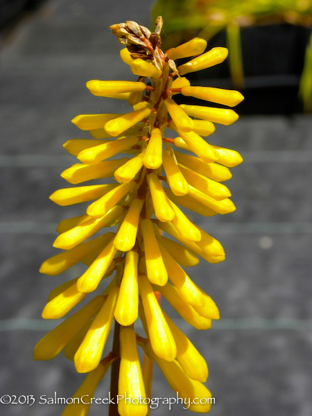 Kniphofia &lsquo;Minister Verschuur&rsquo;