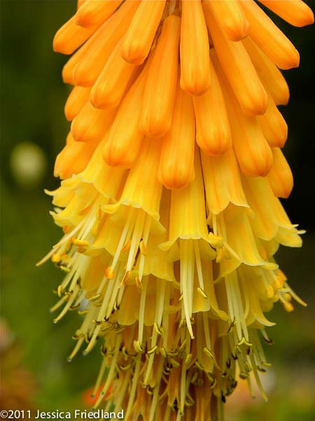 Kniphofia galpinii &lsquo;Orange Flame&rsquo;