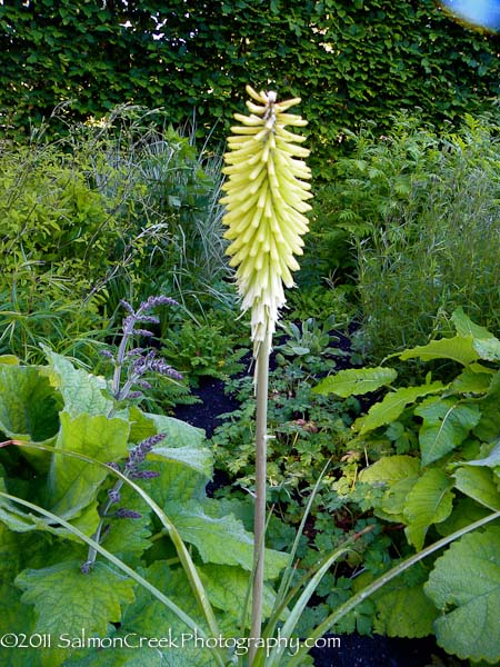 Kniphofia ‘Percy�s Pride’