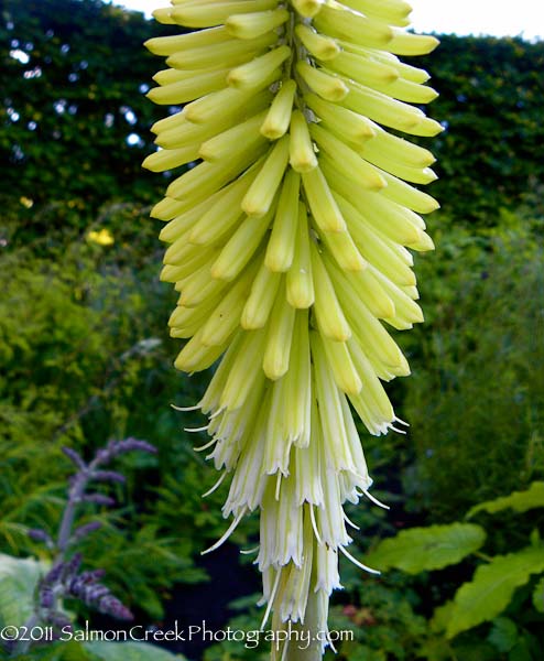 <i>Kniphofia</i> &lsquo;Percy�s Pride&rsquo;
