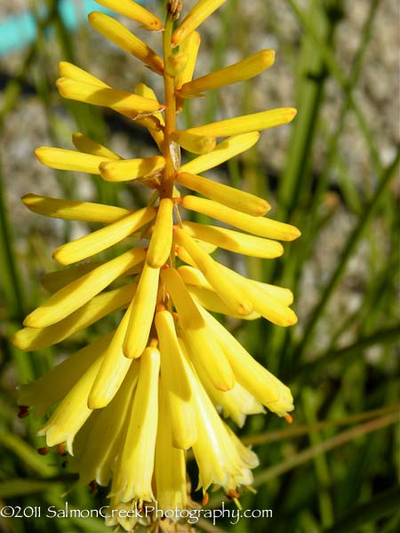 Kniphofia &lsquo;Vanilla&rsquo;