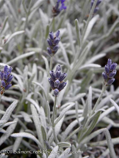 Lavandula &lsquo;England&rsquo;