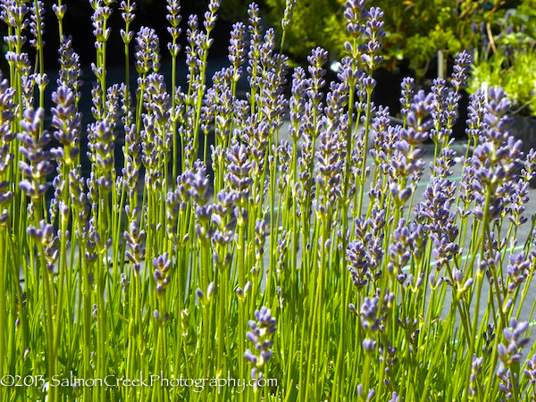 Lavandula angustifolia &lsquo;Graves&rsquo;