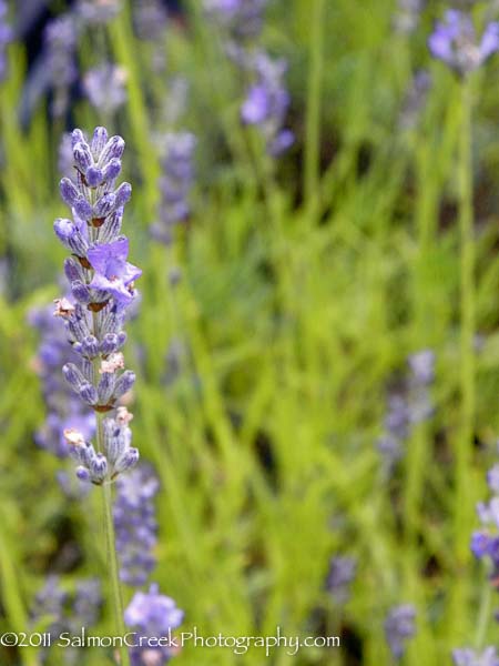 Lavandula x intermedia &lsquo;Hidcote Giant&rsquo;